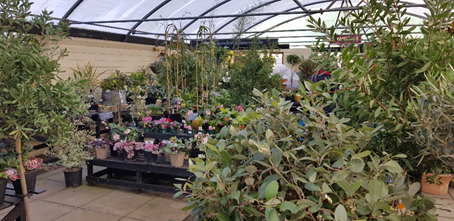 Plant sales at Goldcliff Garden Centre